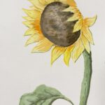 Watercolor Sunflower